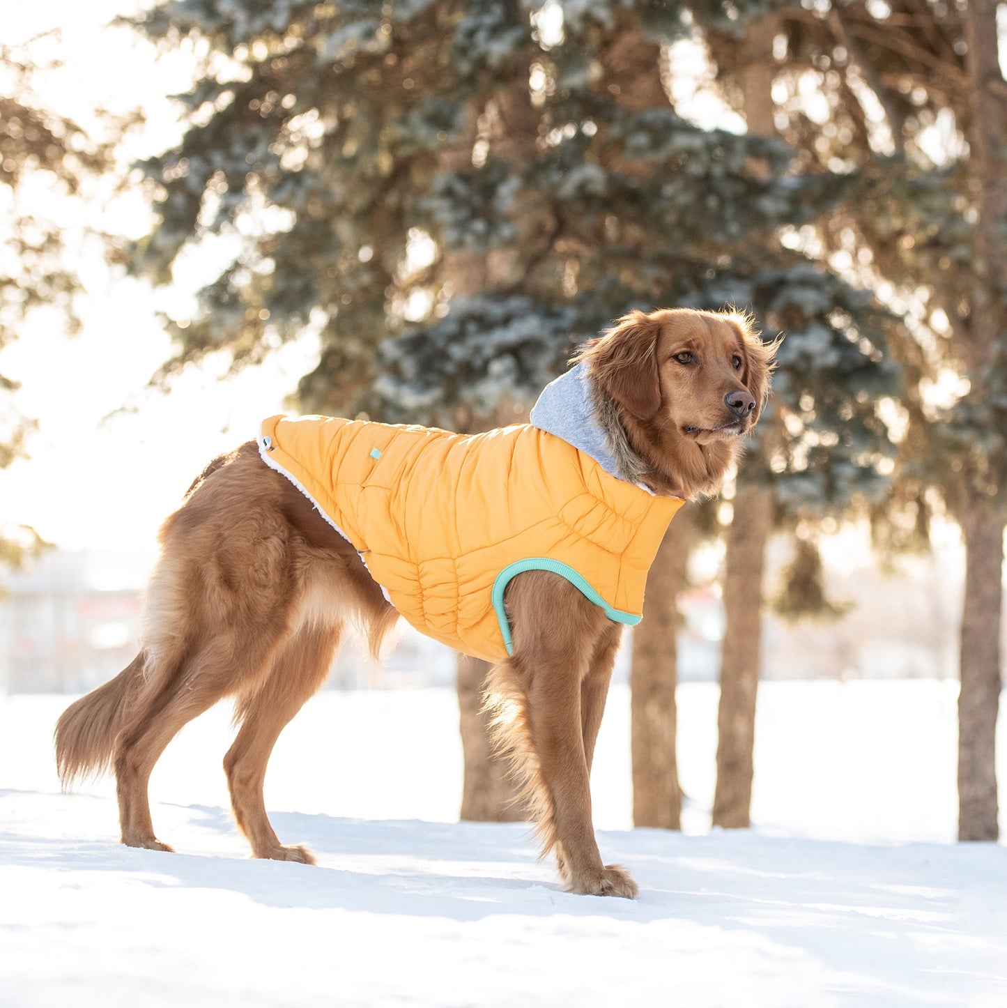 Winter Sailor Parka - Yellow